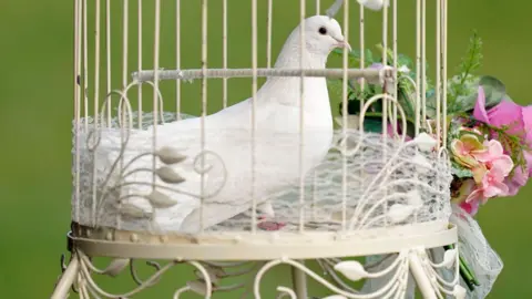 PA Media A single white dove in an ornate circular metal cage with a small bunch of pink flowers attached to one side