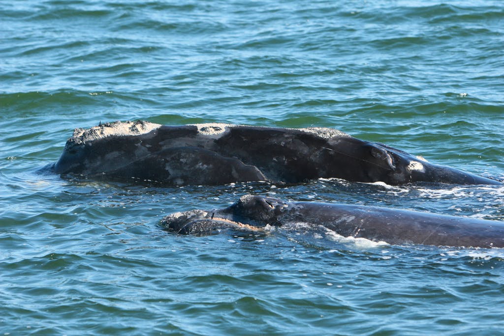 2008.02.25 - North Atlantic Right Whale with Calf - Florida Fish and Wildlife Conservation Commission, NOAA Research Permit # 775-1875