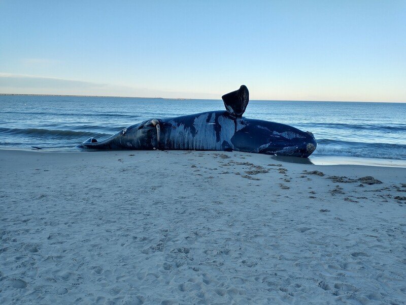 Federal Agency Abandons Rule to Protect Critically Endangered North Atlantic Right Whales From Vessel Strikes